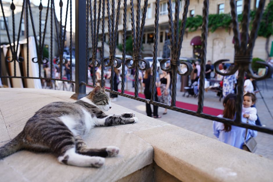 A cat rests on a balcony, observing a lively gathering below with people and red carpet.